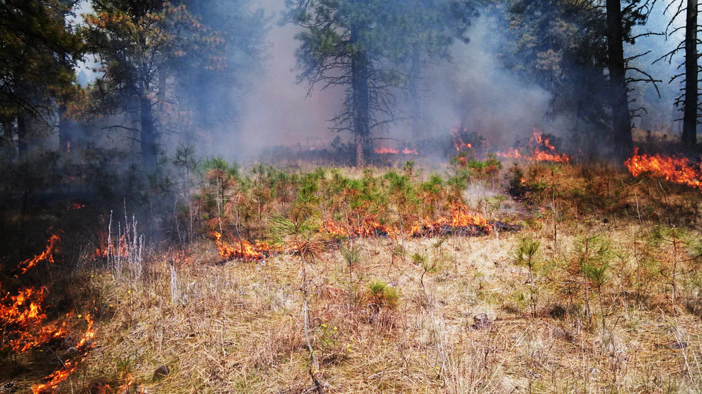В Мезенском районе произошёл первый лесной пожар